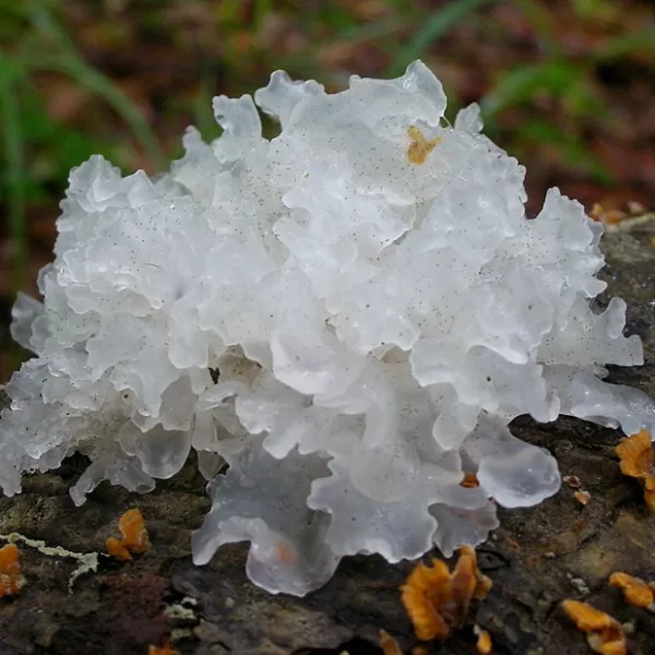 tremella mushroom